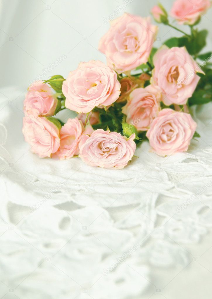 Beautiful roses on a white background