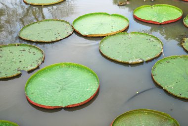 The green lotus leaves Victoria amazonica clipart