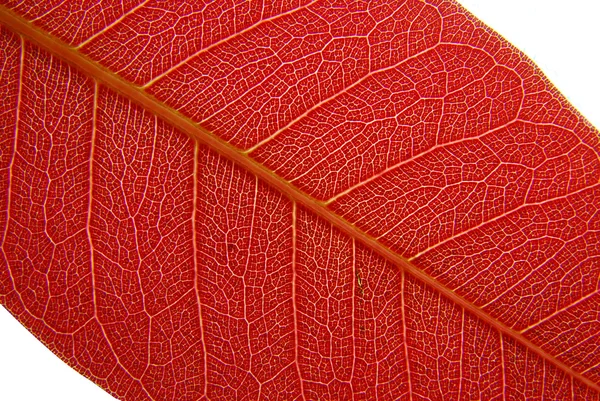 Seria tekstur liści w świeżych kolorach — Zdjęcie stockowe