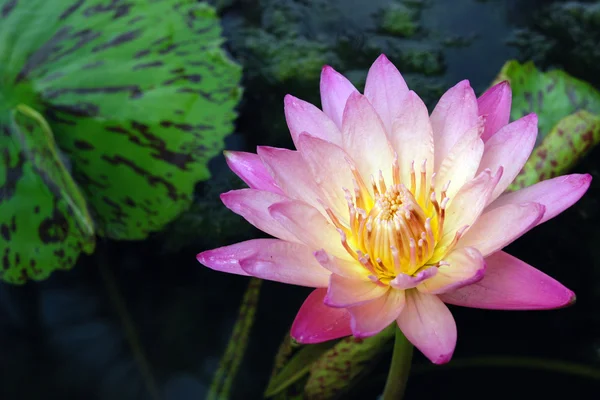 Pink lotus on water — Stock Photo, Image