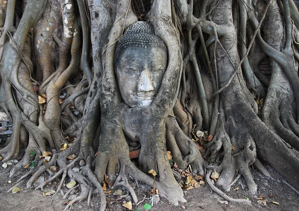 佛和佛头的树 — 图库照片