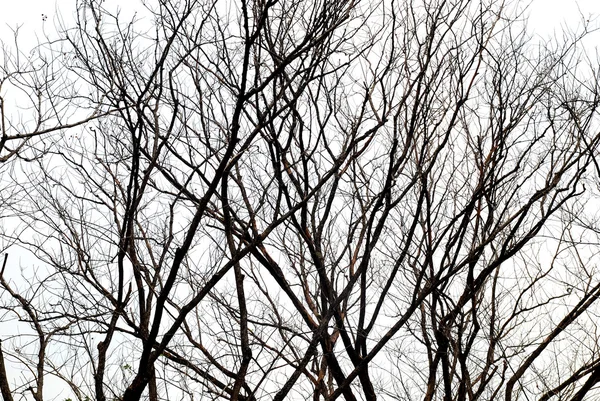 木の枝の芸術 — ストック写真