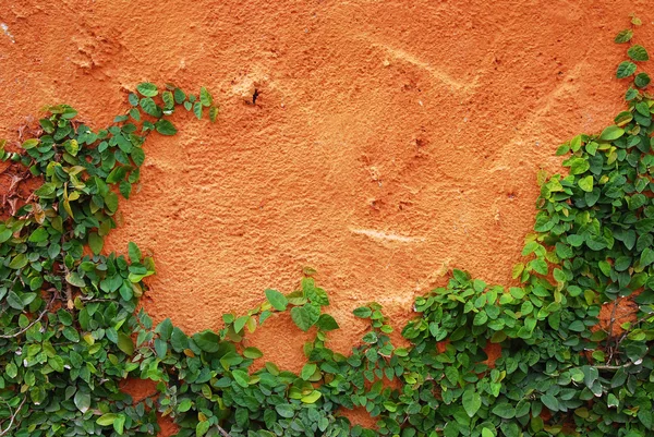 La plante Green Creeper sur le mur rouge — Photo