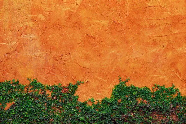लाल भिंतीवर ग्रीन क्रीपर प्लांट — स्टॉक फोटो, इमेज