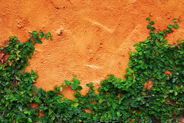 लाल भिंतीवर ग्रीन क्रीपर प्लांट — स्टॉक फोटो, इमेज