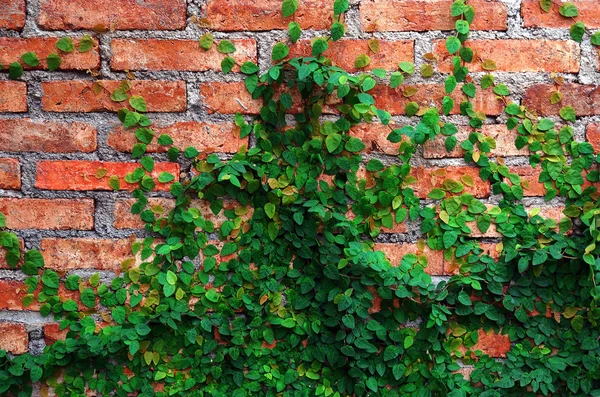 भिंतीवर ग्रीन क्रीपर प्लांट — स्टॉक फोटो, इमेज
