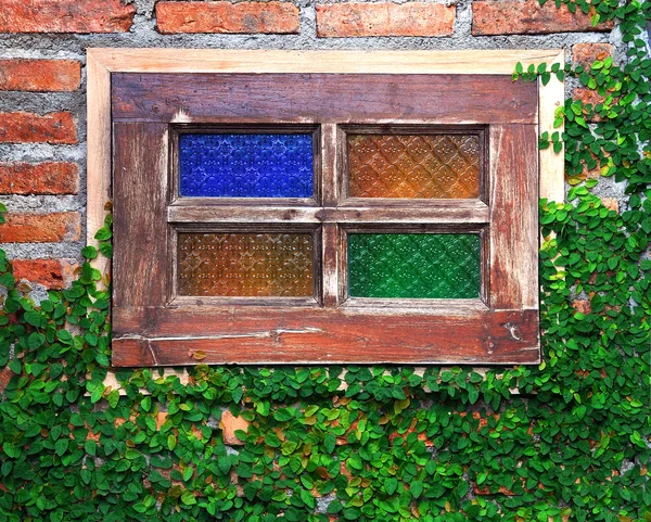 Grön ranka anläggningen på väggen och fönstret — Stockfoto