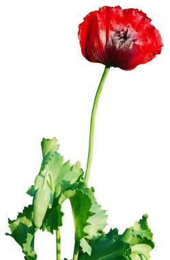 Opium poppy flower clipart