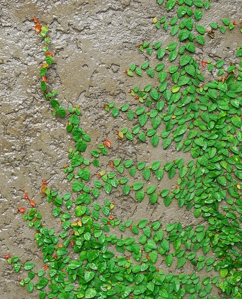 De groene klimplant plant op de muur — Stockfoto