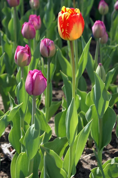 stock image Standing Out