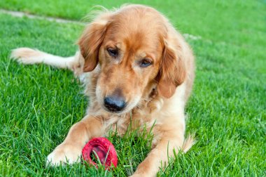 Golden Retriever