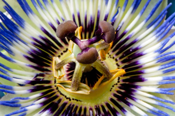 Blue Passiflora — Stock Photo, Image