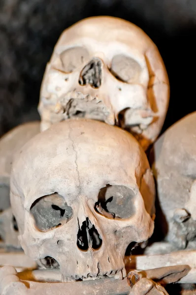 Menselijke schedels — Stockfoto