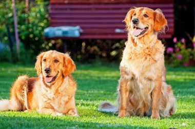 Golden Retrievers clipart