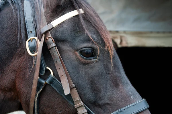 Detalj av en häst — Stockfoto