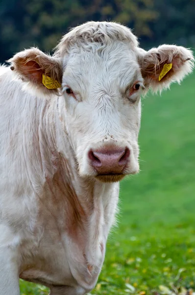 Koe in de natuur — Stockfoto