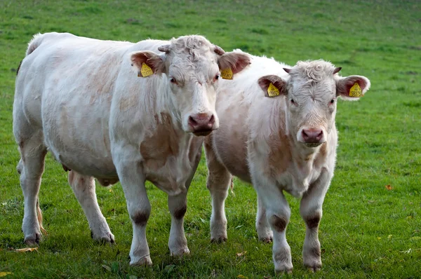Vacile în natură — Fotografie, imagine de stoc