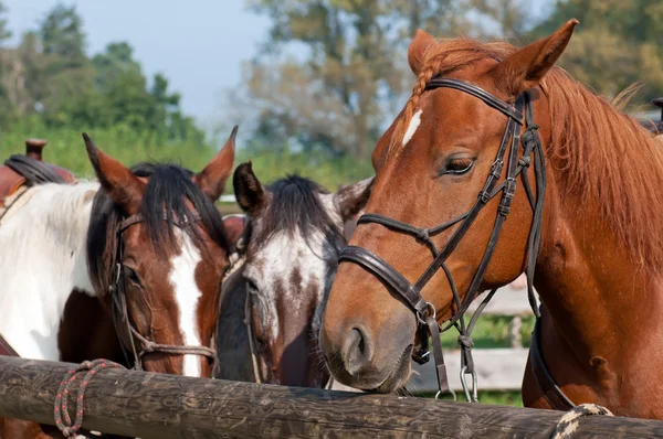 Beautiful Horses — Stock Photo, Image