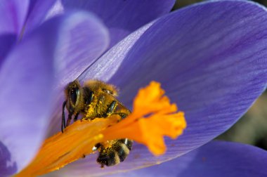 arı toplama nektarı