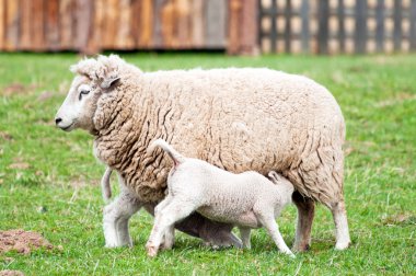 Ewe and Lambs clipart