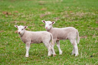 Cute Lambs clipart