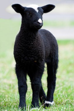 Cute Lamb clipart