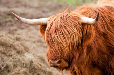 İskoçya Sığırları