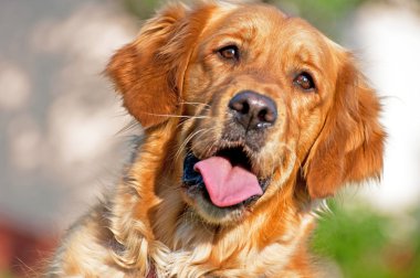 Golden Retriever