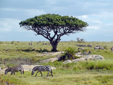 Zebras in Africa clipart