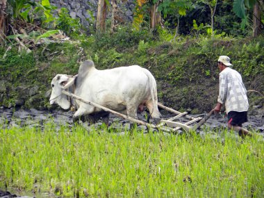 Bali dili çiftçi