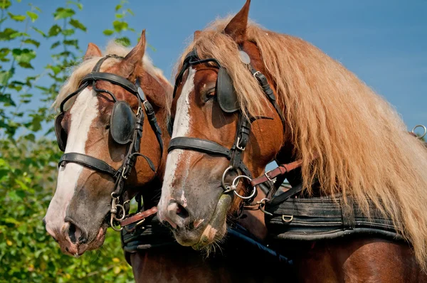 Красивые лошади — стоковое фото