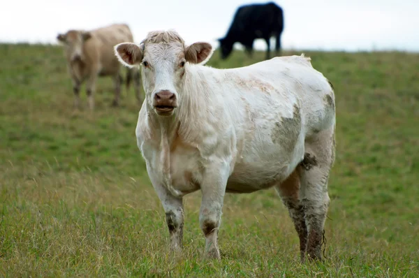 Vaci pe câmp — Fotografie, imagine de stoc