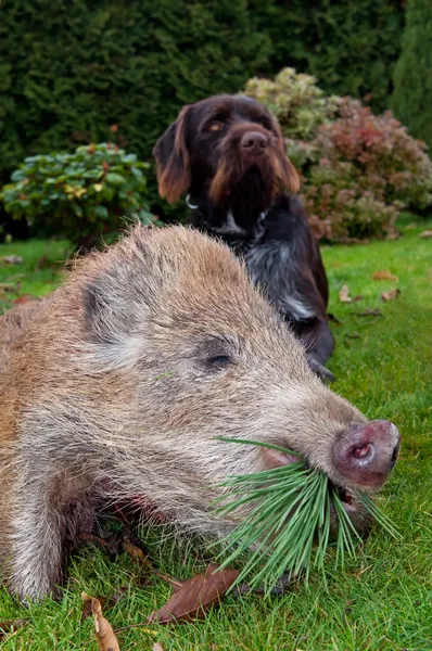 Yaban domuzu ve av köpeği — Stok fotoğraf
