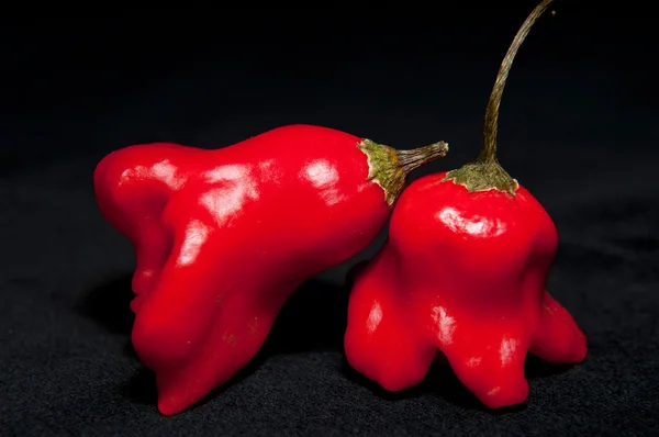 Vörös csípős chilipaprika — Stock Fotó