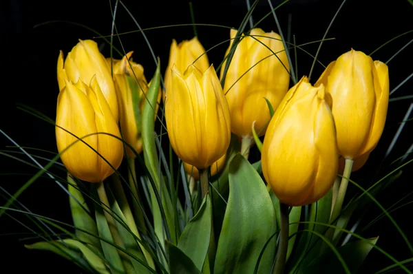 Stock image Yellow Tulips