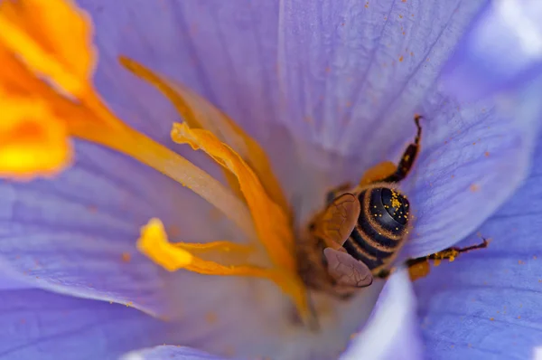 Néctar coletor de abelhas — Fotografia de Stock
