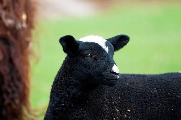 Carino agnello — Foto Stock