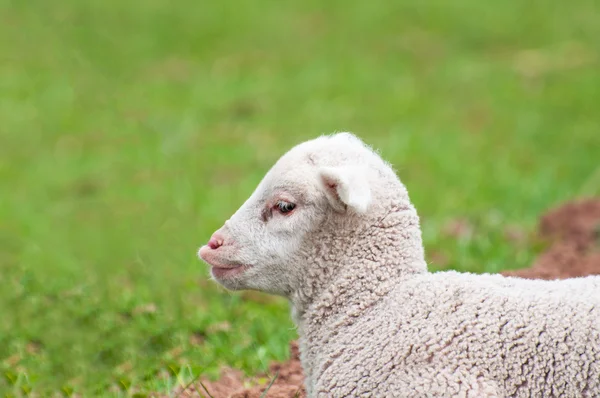 可爱的小羊 — 图库照片