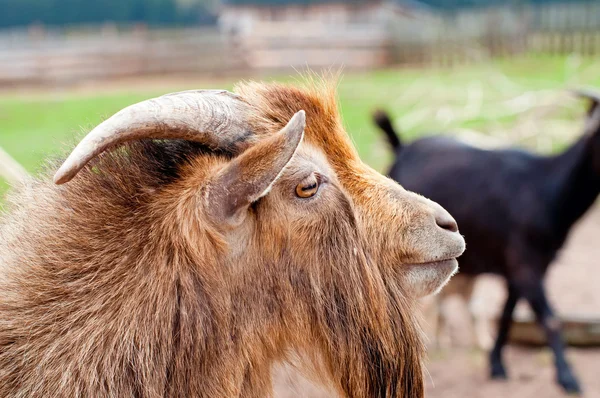 Billy Goat — Stock Photo, Image