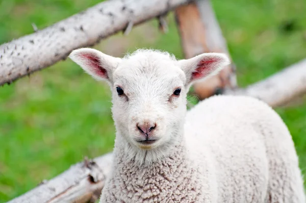 Cute Lamb — Stock Photo, Image