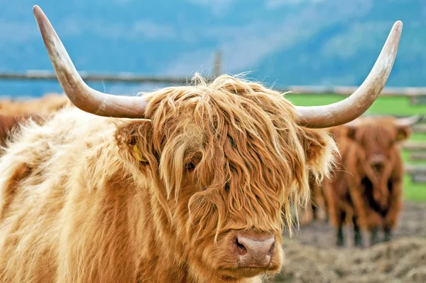 Bovine Highland — Fotografie, imagine de stoc
