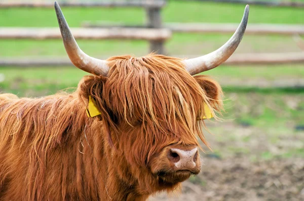 İskoçya Sığırları — Stok fotoğraf
