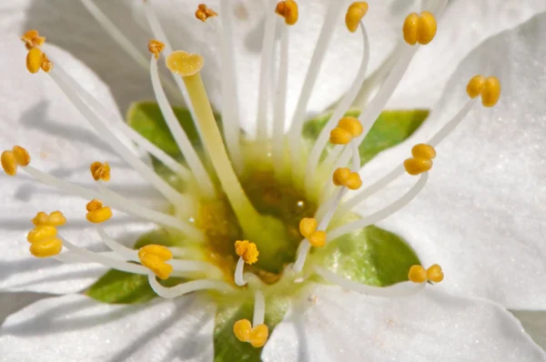 stock image Appletree´s Blossom