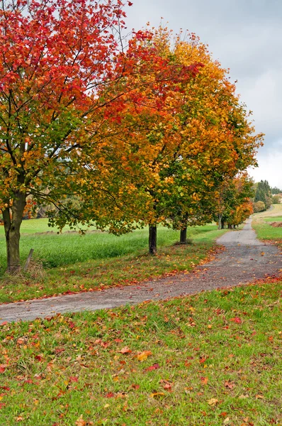 Árboles de otoño en el camino —  Fotos de Stock