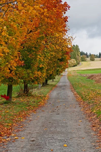 Árvores de outono na estrada — Fotografia de Stock