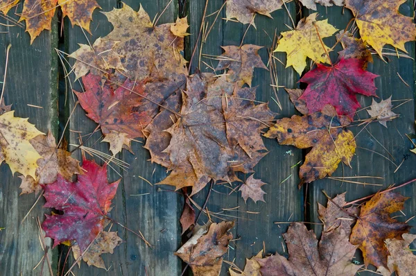 stock image Autumn Leaves