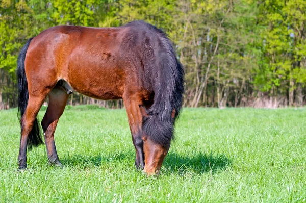 Όμορφο άλογο — Φωτογραφία Αρχείου