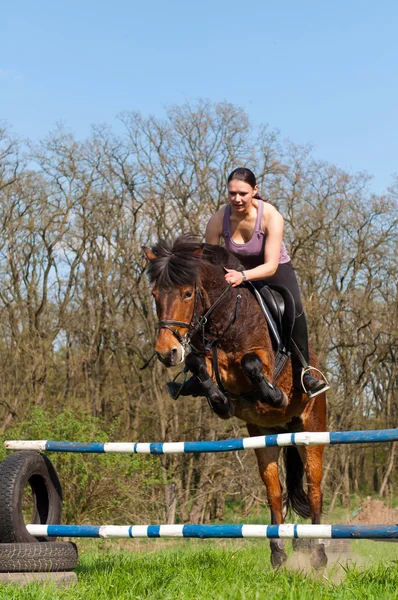 Paardensport - paard springen — Stockfoto