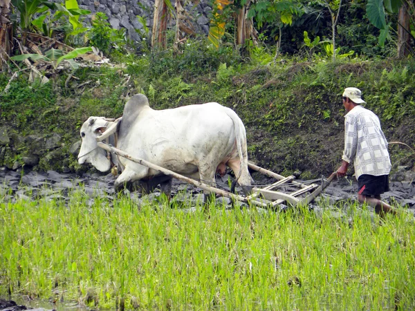 Agricoltore balinese — Foto Stock