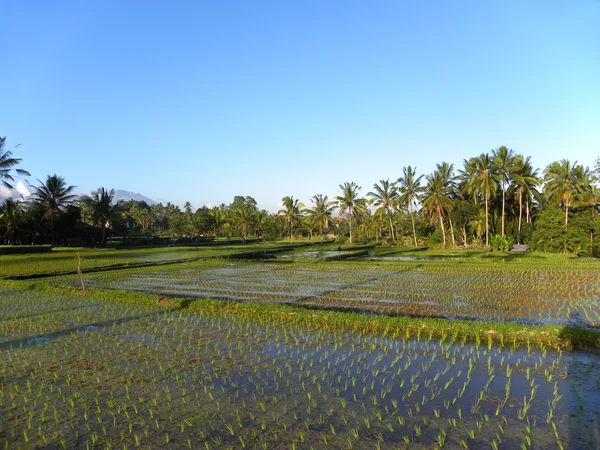 Risfält på Bali — Stockfoto